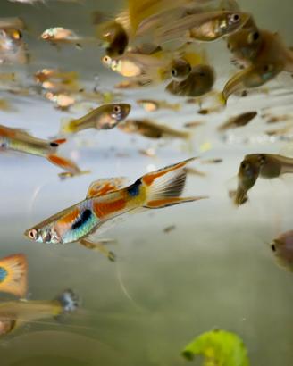 Guppy pesci acquario