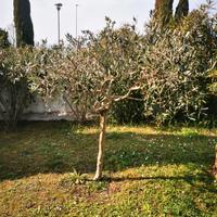 Pianta olivo ulivo Leccino 