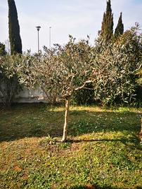 Pianta olivo ulivo Leccino 