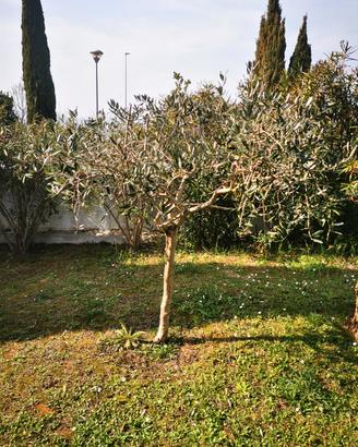Pianta olivo ulivo Leccino 