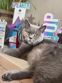 Maschio british shorthair per monta