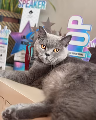 Maschio british shorthair per monta