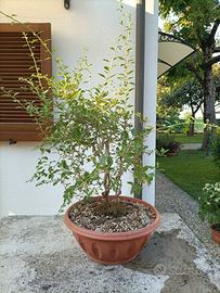 Pianta di bacche di Goji
