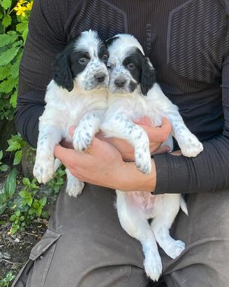 Cuccioli Setter Inglese (2 maschi + 1 femmina)