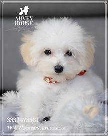 Mini toy bianco barboncino