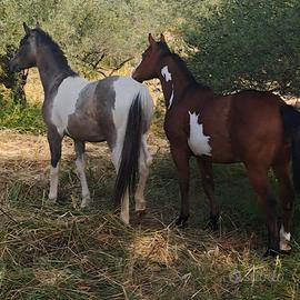 Cavalli / puledri americani