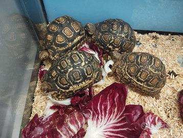 Tartarughe pardalis
