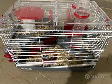 Vend 8 criceti e in più 4 gabbie complete