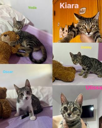 Gattini in adozione seria con visita preaffido