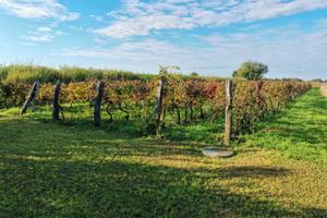 Vigneto DOC 1.815 mq a Capriva del Friuli