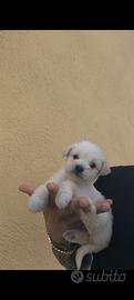 Cuccioli maltipoo toy