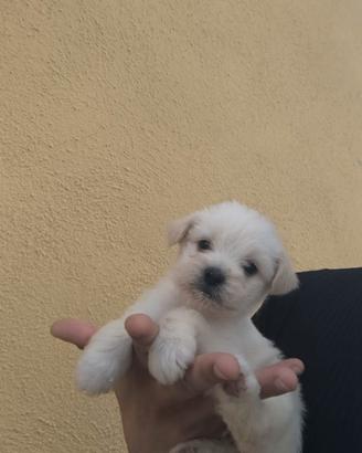 Cuccioli maltipoo toy