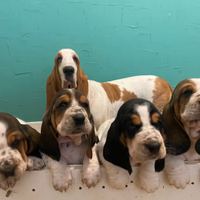 Cuccioli di Basset Hound