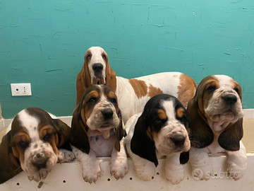 Cuccioli di Basset Hound