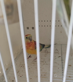 Parrocchetto groppone rosso