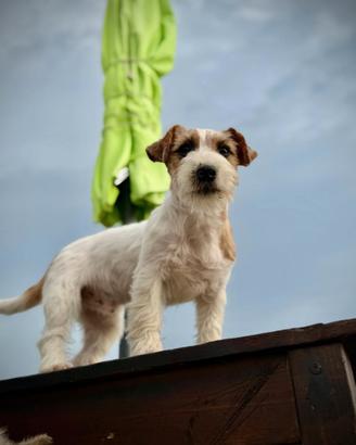 Jack russell terrier