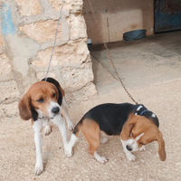 Cane da caccia Beagle Elizabeth mastre