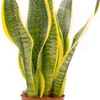 Sansevieria trifasciata