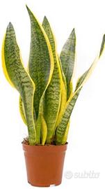 Sansevieria trifasciata