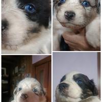 Cuccioli di Pastore Australiano