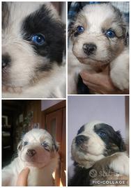 Cuccioli di Pastore Australiano