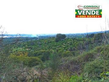 Agrumeto con irrigazione a Fiumefreddo