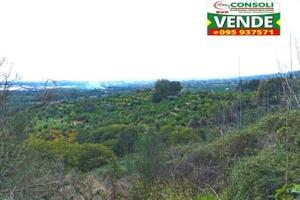 Agrumeto con irrigazione a Fiumefreddo