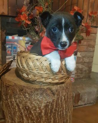 Cucciolo incrocio Jack rass