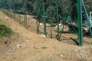 Terreno uliveto
