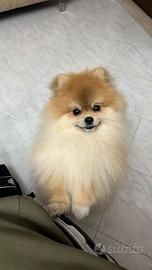 Spitz di pomerania