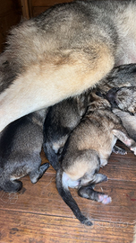 Cuccioli cane lupo cecoslovacco