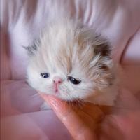 Cuccioli di Gatto Persiano