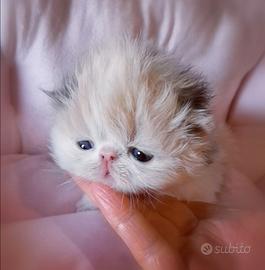 Cuccioli di Gatto Persiano