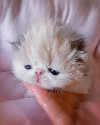 Cuccioli di Gatto Persiano