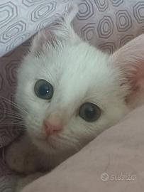 Aida gattina 2 mesi