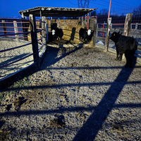 2 vitelle black baldy