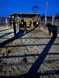 2 vitelle black baldy