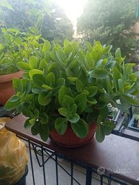 Pianta grassa Sedum in vaso rotondo diametro cm 25