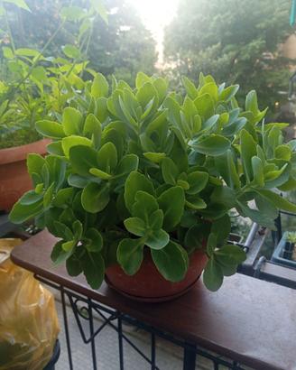 Pianta grassa Sedum in vaso rotondo diametro cm 25