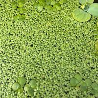 Piante acquatiche Lemna minor