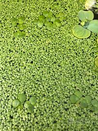 Piante acquatiche Lemna minor
