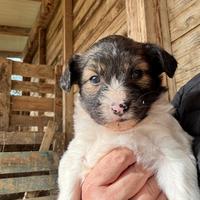 Cuccioli piccola taglia