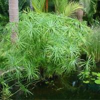 PIANTE ACQUATICHE E PALUSTRI DA LAGHETTO ,MINIPOND