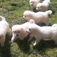 Cucciole pastore maremmano abruzzese