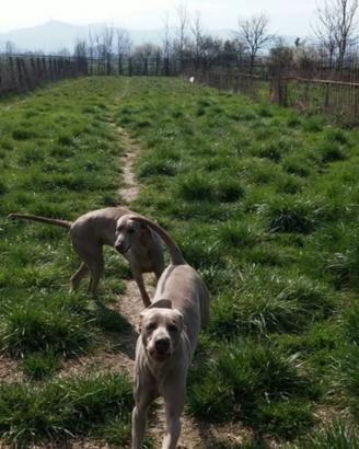 Terreno 2200 mq con tettoia e pozzo