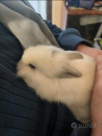 Conigli testa di leone