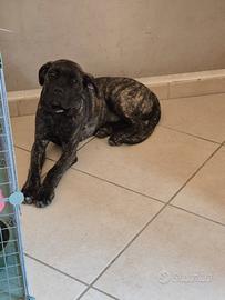 Cane corso