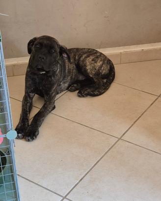 Cane corso