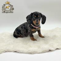 Esclusiva femminuccia bassotto arlecchino silver