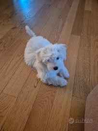 Maltese